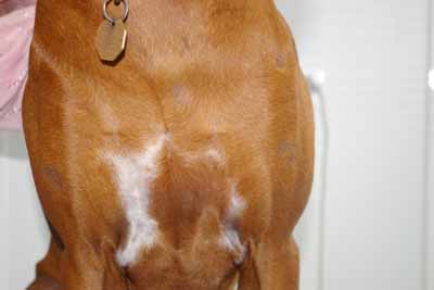 cas-de-dermatite-allergique-chez-rhodesian-ridgeback2