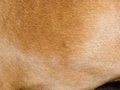 Un cas de dermatite allergique chez un Rhodesian ridgeback