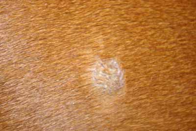 cas-de-dermatite-allergique-chez-rhodesian-ridgeback6