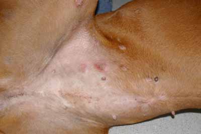 cas-de-dermatite-allergique-chez-rhodesian-ridgeback7