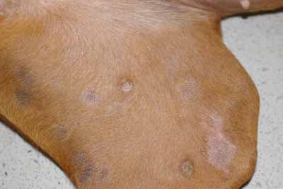 cas-de-dermatite-allergique-chez-rhodesian-ridgeback8