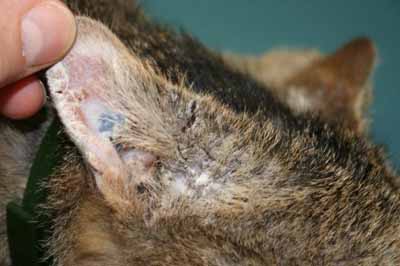 Un cas de dermatite exfoliative féline due à un lymphome thymique