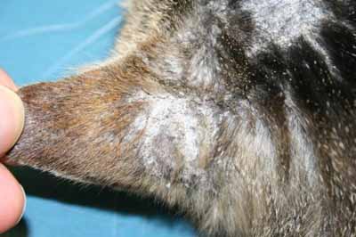 Un cas de dermatite exfoliative féline due à un lymphome thymique