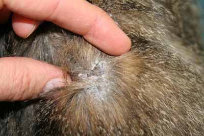 Un cas de dermatite exfoliative féline due à un lymphome thymique