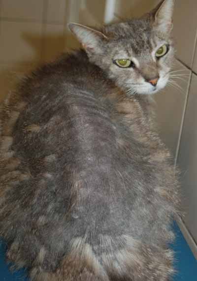 cas-de-dermatite-exfoliative-paraneoplasique-associee-a-thymome2