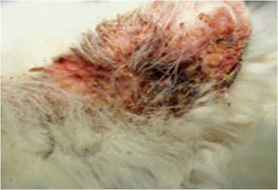 Un cas de dermatite faciale idiopathique chez un Persan