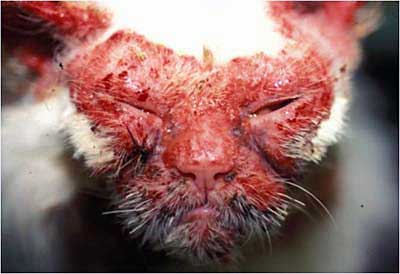 Un cas de dermatite faciale idiopathique chez un Persan