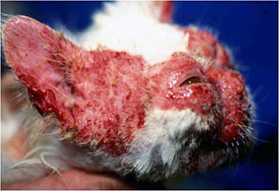 Un cas de dermatite faciale idiopathique chez un Persan