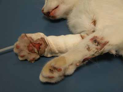 cas-de-dermatite-feline-a-calicivirus2