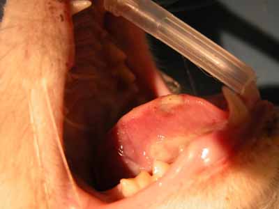 cas-de-dermatite-feline-a-calicivirus3