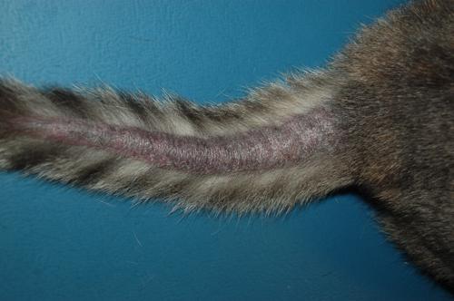 cas-de-dermatite-granulomateuse-sterile-chez-chat1