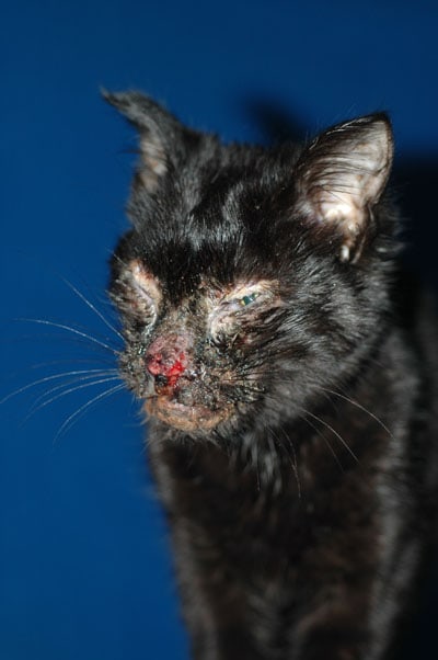 cas-de-dermatite-herpetique-chez-chaton1