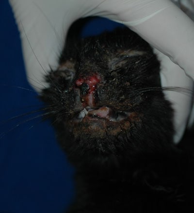 cas-de-dermatite-herpetique-chez-chaton3