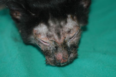 cas-de-dermatite-herpetique-chez-chaton4