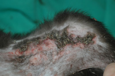 cas-de-dermatite-herpetique-chez-chaton7