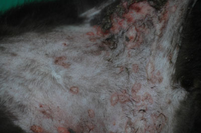 cas-de-dermatite-herpetique-chez-chaton8