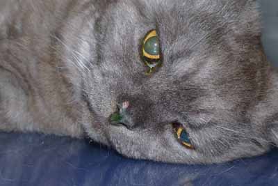 cas-de-dermatite-plasmocytaire-feline1