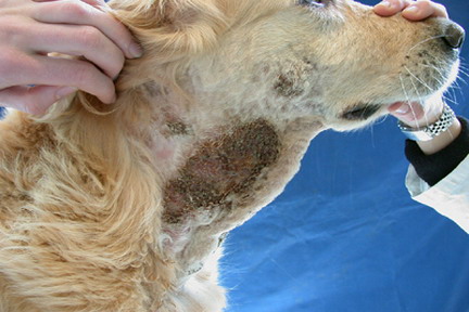 cas-de-dermatite-pyotraumatique-due-a-gale-sarcoptique2