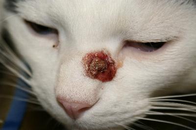 cas-de-dermatite-ulcerative-herpetique-feline1