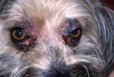 cas-de-dermatose-amelioree-par-le-zinc-chez-un-chien-adulte1