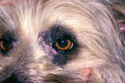 cas-de-dermatose-amelioree-par-le-zinc-chez-un-chien-adulte3