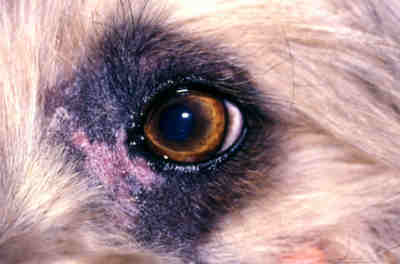 cas-de-dermatose-amelioree-par-le-zinc-chez-un-chien-adulte4