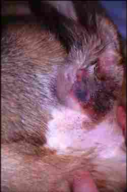 cas-de-dermatose-amelioree-par-le-zinc-chez-une-jeune-chienne3