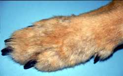 cas-de-dermatose-amelioree-par-le-zinc-chez-une-jeune-chienne4