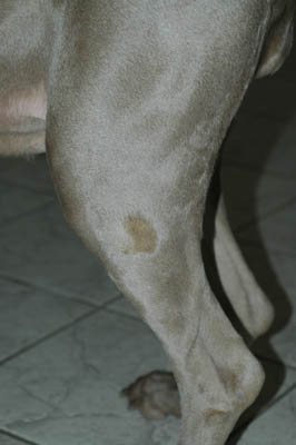 cas-de-dermatose-amelioree-zinc-chez-jeune-chien1