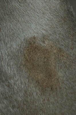 cas-de-dermatose-amelioree-zinc-chez-jeune-chien2
