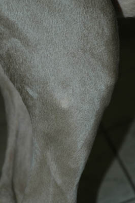 cas-de-dermatose-amelioree-zinc-chez-jeune-chien4
