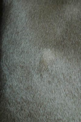 cas-de-dermatose-amelioree-zinc-chez-jeune-chien5