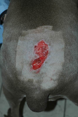 cas-de-dermatose-amelioree-zinc-chez-jeune-chien6