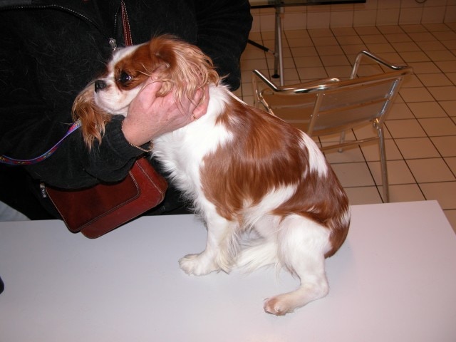cas-de-dermatose-dorigine-neurologique-chez-cavalier-king-charles1