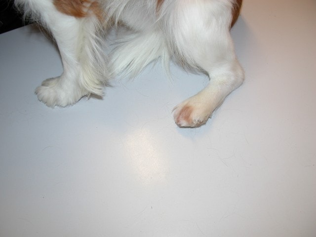 cas-de-dermatose-dorigine-neurologique-chez-cavalier-king-charles2