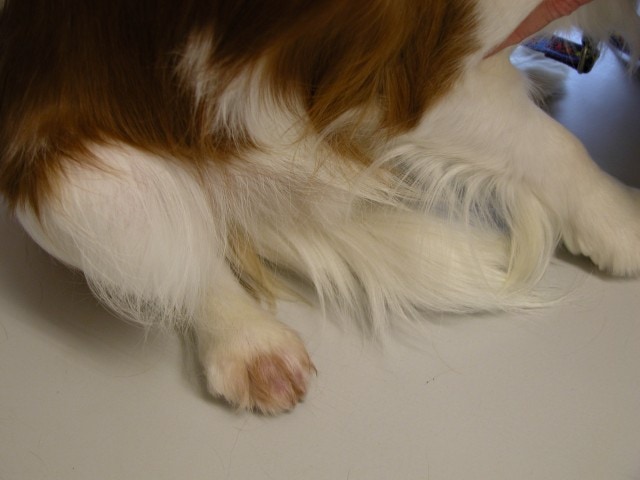 cas-de-dermatose-dorigine-neurologique-chez-cavalier-king-charles3
