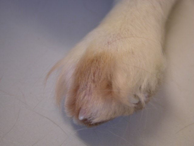cas-de-dermatose-dorigine-neurologique-chez-cavalier-king-charles5