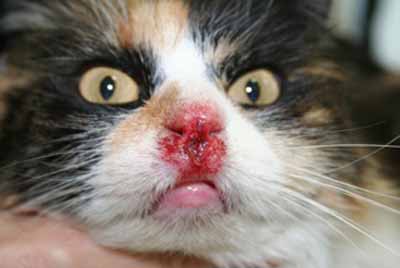 cas-de-dermatose-feline-due-a-calicivirus1