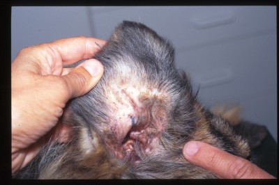 cas-de-dermatose-ichtyosiforme-chez-un-jeune-berger-allemand15
