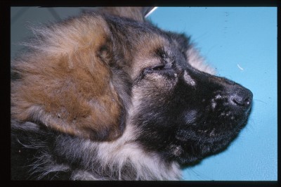cas-de-dermatose-ichtyosiforme-chez-un-jeune-berger-allemand2
