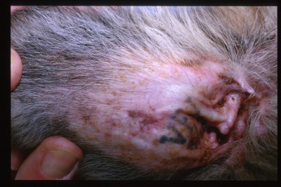 cas-de-dermatose-ichtyosiforme-chez-un-jeune-berger-allemand3