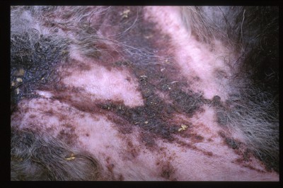 cas-de-dermatose-ichtyosiforme-chez-un-jeune-berger-allemand5