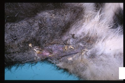 cas-de-dermatose-ichtyosiforme-chez-un-jeune-berger-allemand6