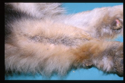 cas-de-dermatose-ichtyosiforme-chez-un-jeune-berger-allemand7