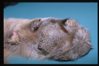cas-de-dermatose-ichtyosiforme-chez-un-jeune-berger-allemand8