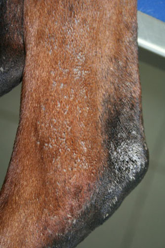 cas-de-dermite-lichenoide-psoriasiforme-dls_ef_tarse_1