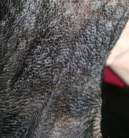 cas-de-dermite-lichenoide-psoriasiforme-face_interne_cuisse