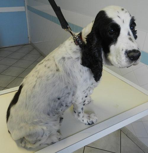 cas-de-dysplasie-follicules-pileux-noirs-chez-chien1