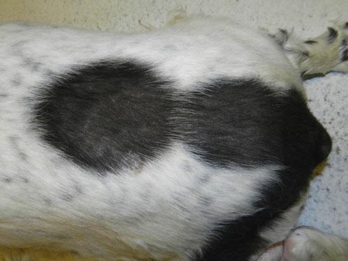 cas-de-dysplasie-follicules-pileux-noirs-chez-chien2a