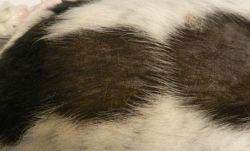 cas-de-dysplasie-follicules-pileux-noirs-chez-chien2b